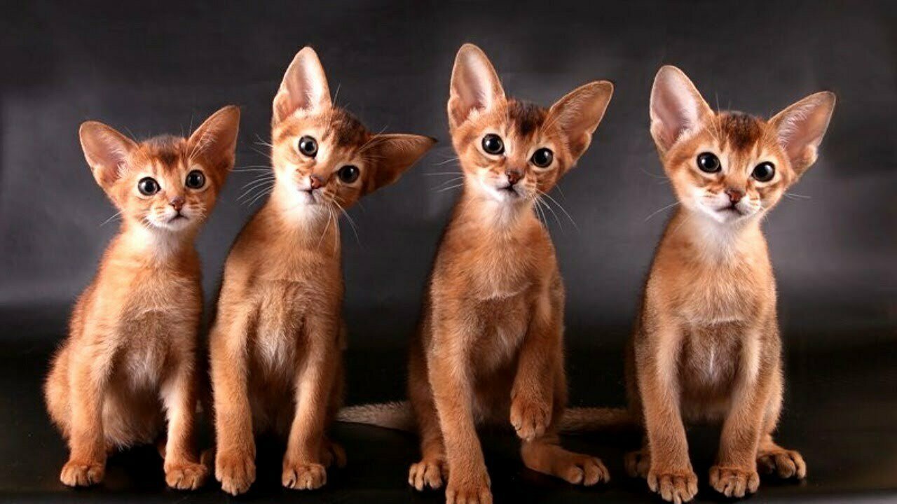 Abyssinian