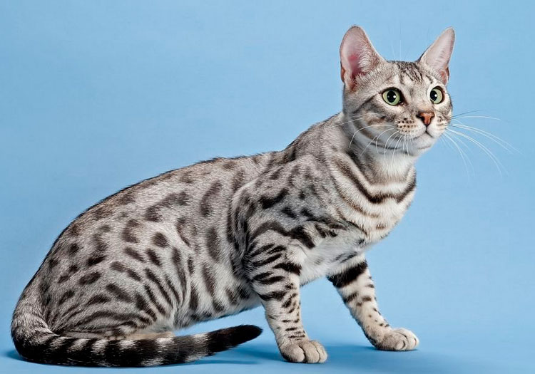 Bengal