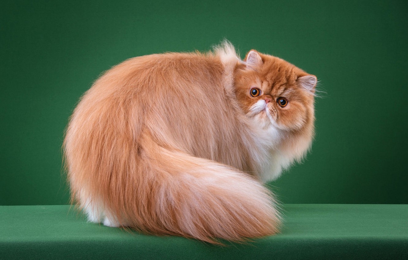 Persian