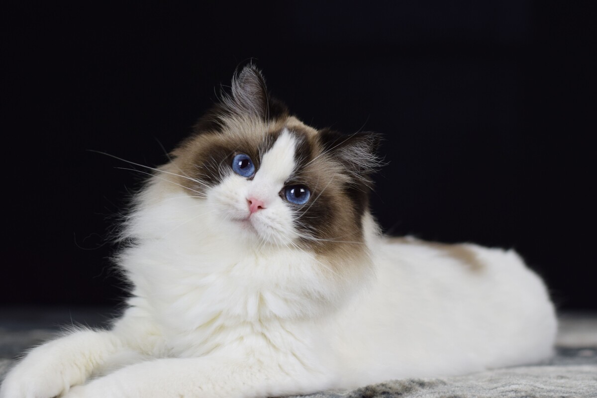 Ragdoll