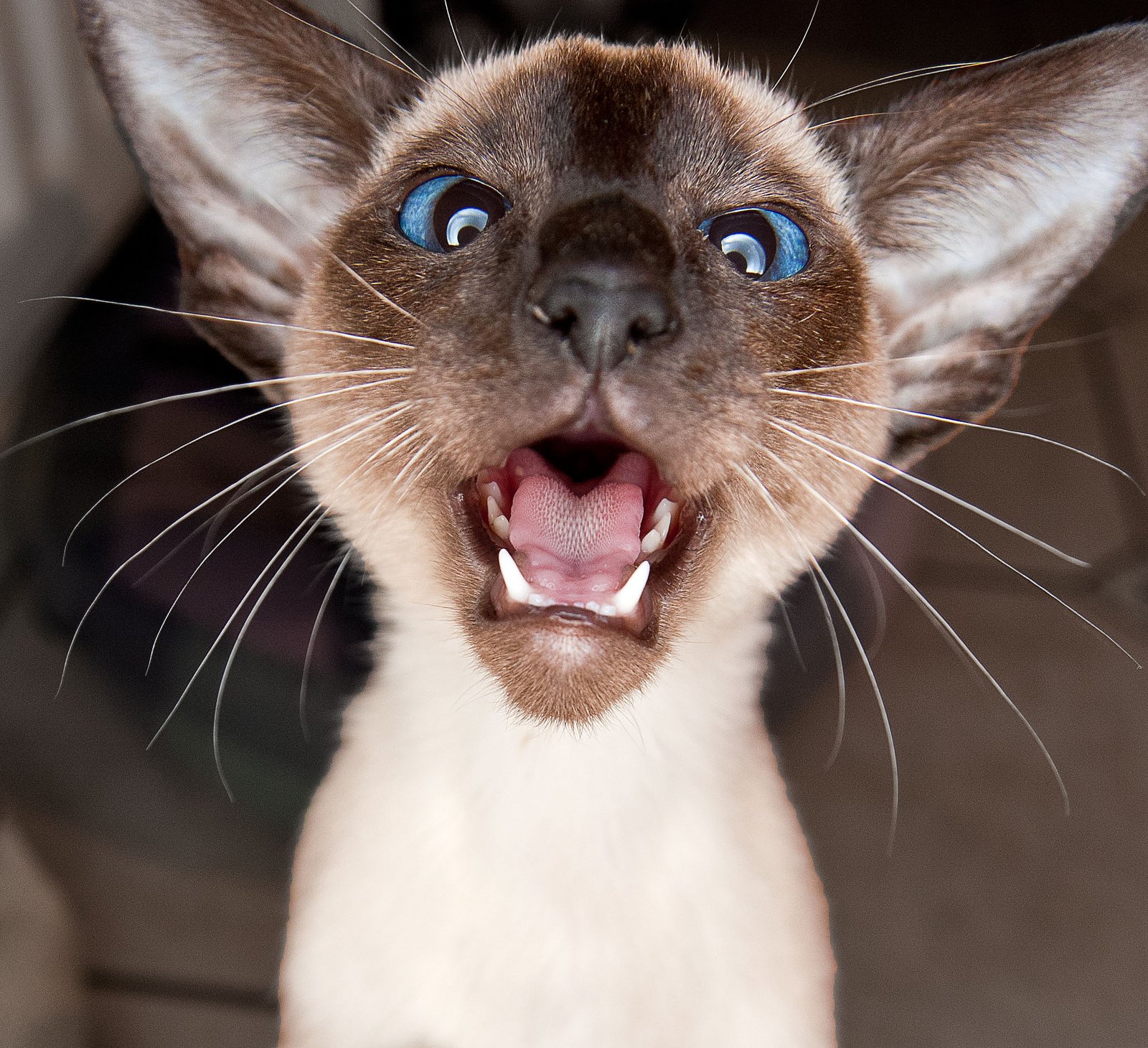 Siamkatze
