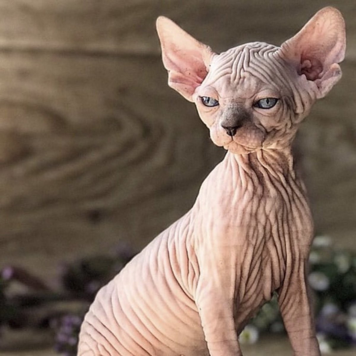Sphynx