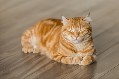 Katze
