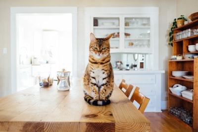 Katze